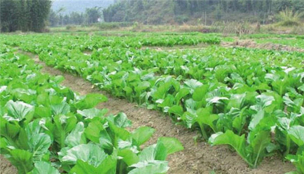 芥菜什么时候种植，芥菜种子怎么播种