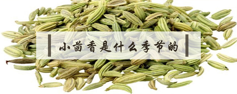 小茴香是什么季节的菜