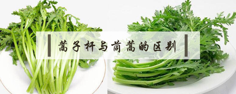 蒿子杆与茼蒿的区别