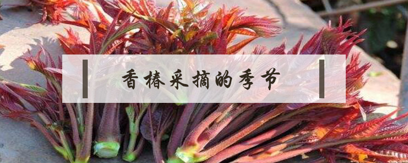 香椿采摘的季节