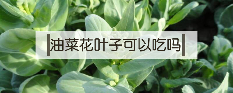 油菜花叶子可以吃吗