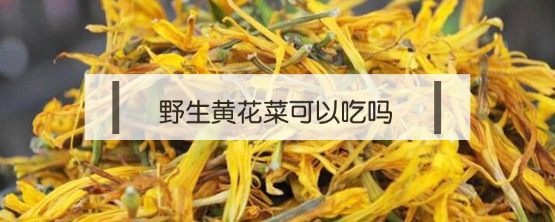 野生黄花菜可以吃吗