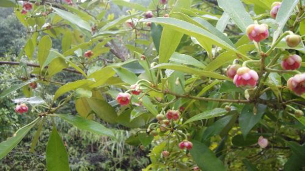 八角种植适应什么地区，八角什么时