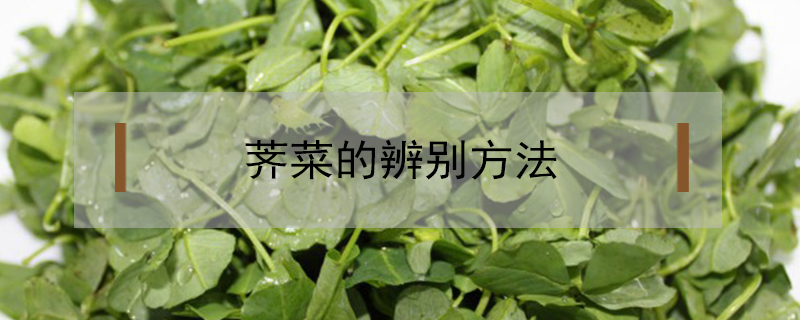 荠菜的辨别方法