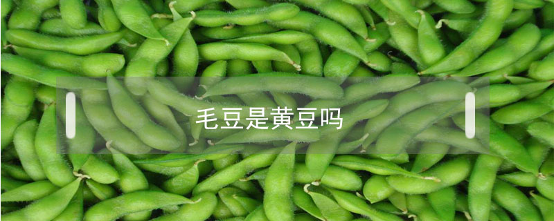 毛豆是黄豆吗