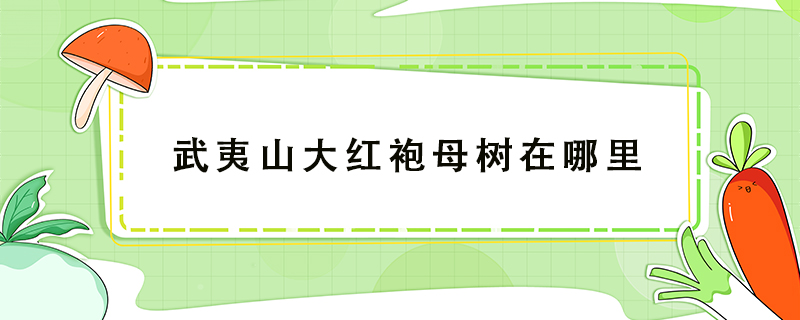 武夷山大红袍母树在哪里