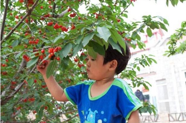 樱桃采摘的方法 如何采摘好吃的樱桃