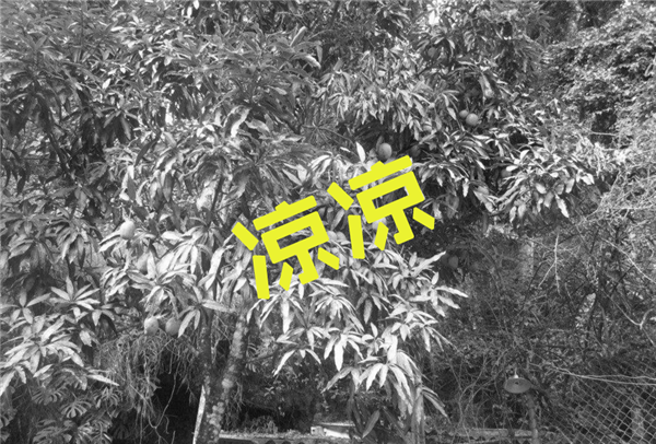 芒果适合什么地方种植 芒果种植几年可以挂果