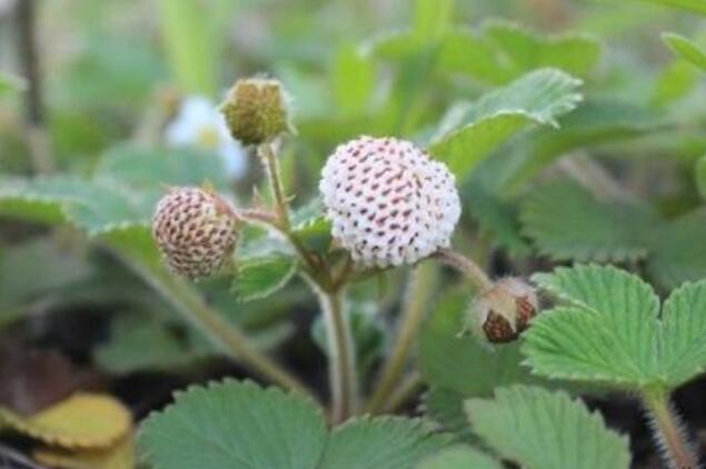 菠萝莓图片大全大图 什么是菠萝莓(白色草莓)