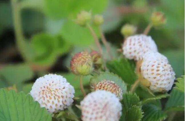 菠萝莓图片大全大图 什么是菠萝莓(白色草莓)