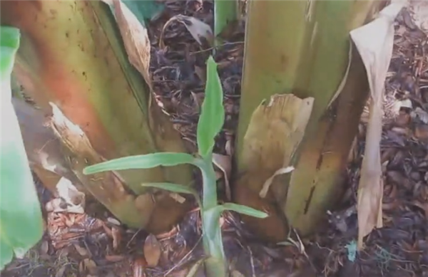 香蕉树为什么不是树 香蕉树是草本植物不是树