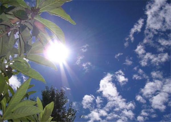 鸡蛋果树种植方法 鸡蛋果树种植注意事项