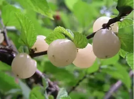 杈杷果图片 杈杷果树图片 杈杷果种植图片