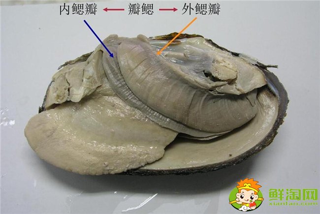 河蚌怎么洗才最干净?河蚌最干净的清理方法(提前两天用清水浸泡)