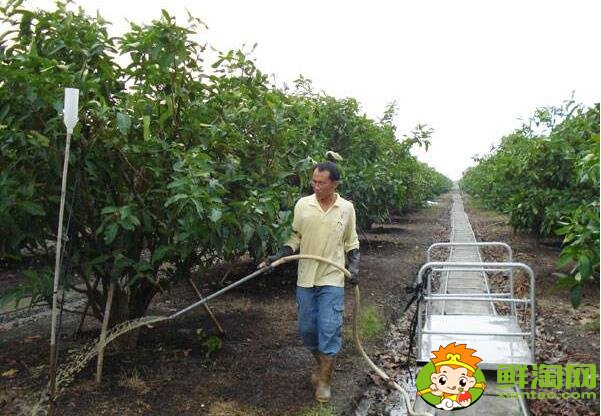 莲雾种植多久结果，莲雾种植条件管理技术(温度、密度)