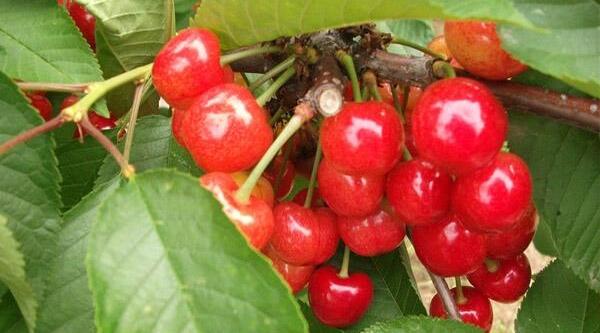 樱桃什么时候成熟季节，樱桃品种成熟时间排名(樱桃时间品种排名)