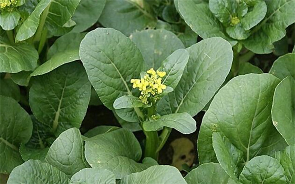 菜心的种植方法，要注意病虫害防治