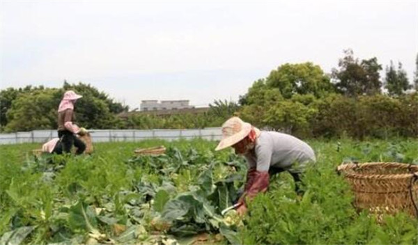 花椰菜的采收和保存方法，花椰菜低温冷藏贮藏时间长