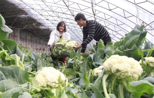 花椰菜的采收和保存方法，花椰菜低温冷藏贮藏时间长