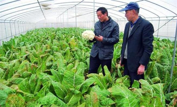 花椰菜的采收和保存方法，花椰菜低温冷藏贮藏时间长