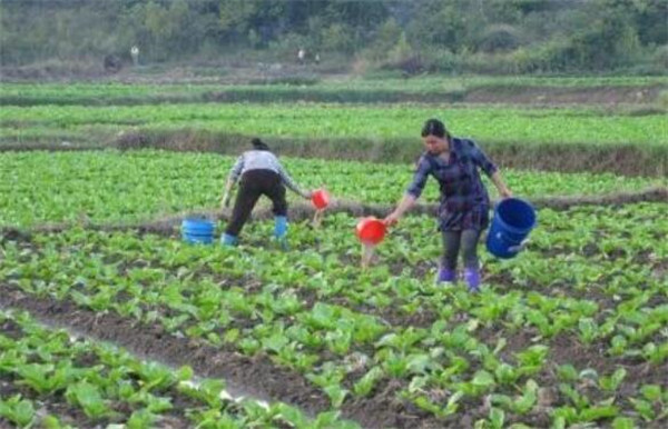 芥菜什么时候种植，芥菜种子怎么播种