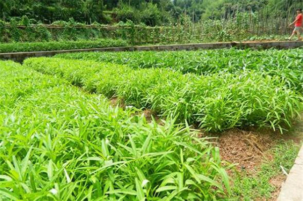 空心菜如何繁殖，空心菜繁殖的方法