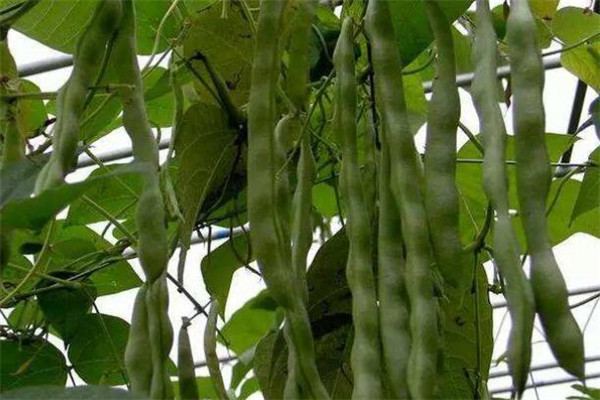 芸豆怎么种才能高产，种植芸豆的高产方法