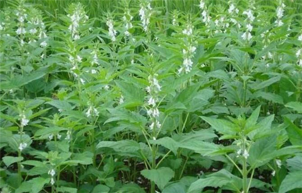 芝麻种植时间，芝麻播种方式