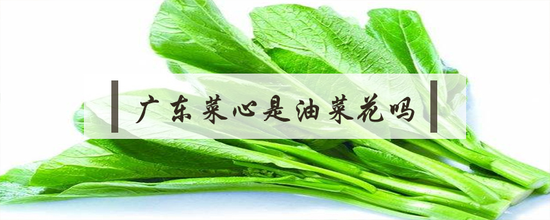 广东菜心是油菜花吗