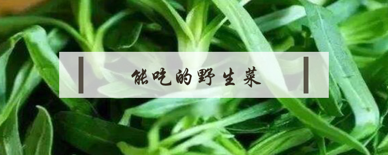 能吃的野生菜