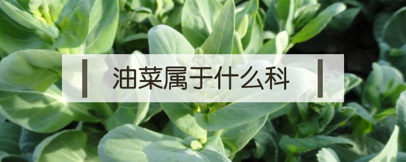 油菜属于什么科