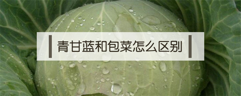 青甘蓝和包菜怎么区别