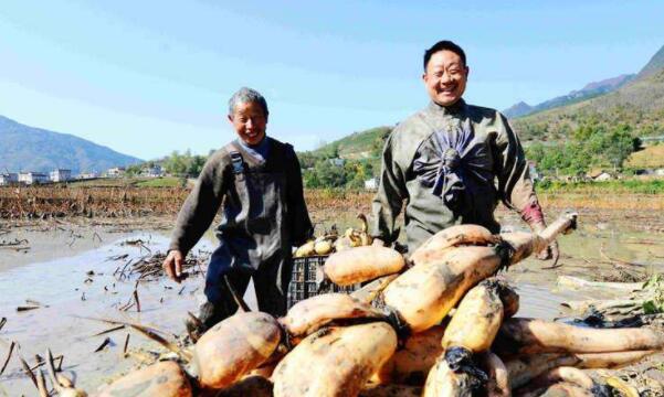 湖北莲藕产地在哪里，湖北最大的莲藕产地