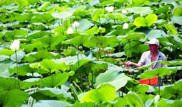 陕西什么地方产莲藕，陕西莲藕产地（陕西莲藕种植基地）