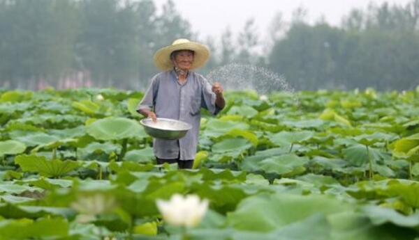 种莲藕可以用什么肥料，莲藕用什么肥料产量高