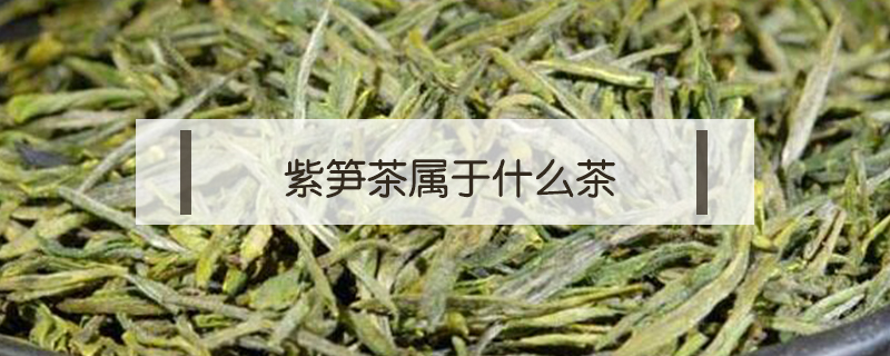 紫笋茶属于什么茶