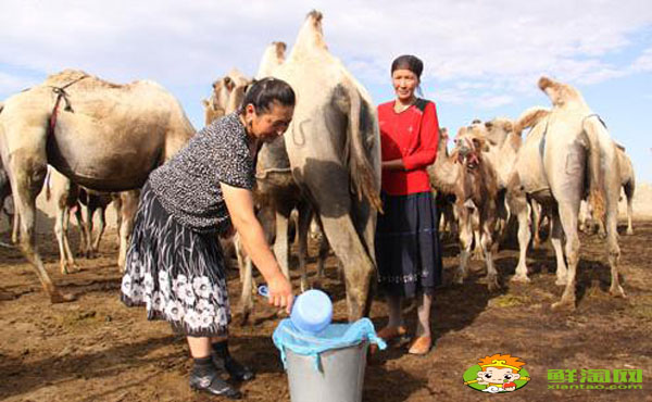 驼乳粉什么人不能用，哪里可以买驼乳粉