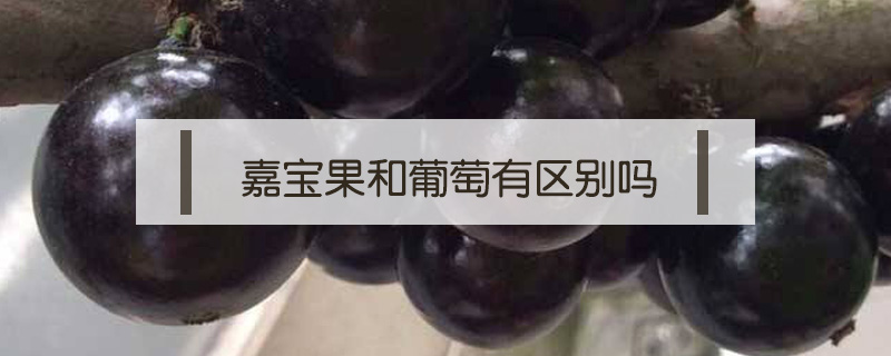 嘉宝果和葡萄有区别吗