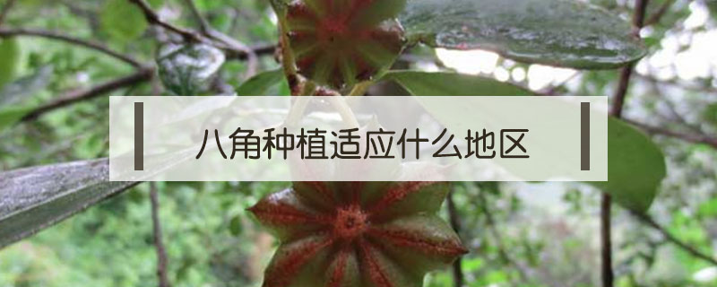 八角种植适应什么地区