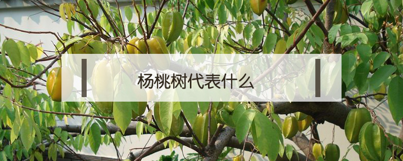 杨桃树代表什么