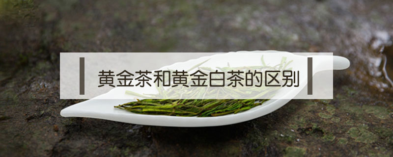 黄金茶和黄金白茶的区别