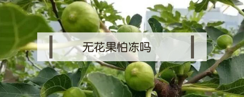 无花果怕冻吗