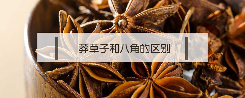 莽草子和八角的区别