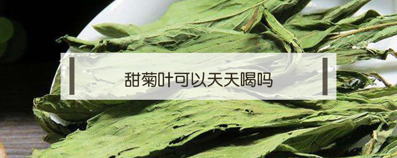 甜菊叶可以天天喝吗