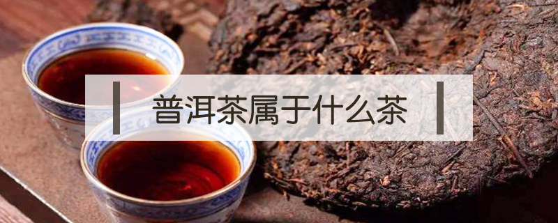 普洱茶属于什么茶