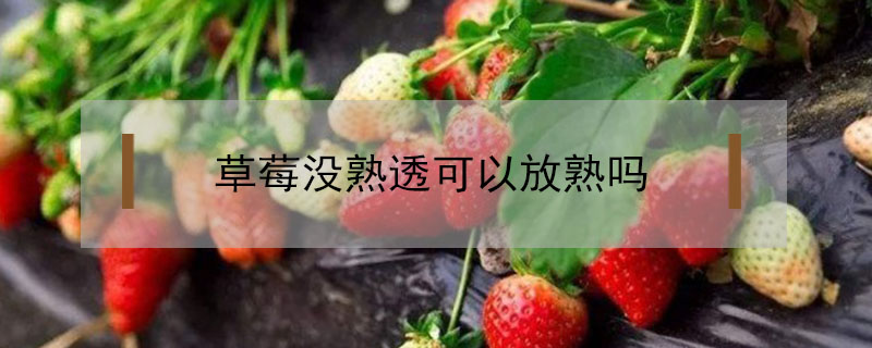 草莓没熟透可以放熟吗