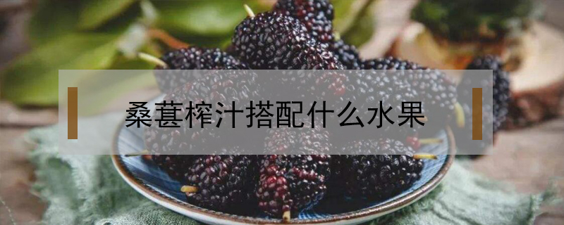 桑葚榨汁搭配什么水果