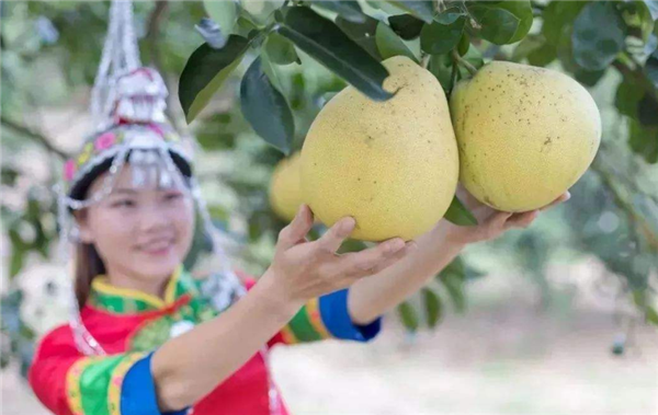 食用柚子的禁忌