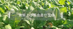 青菜上小黑虫是什么虫