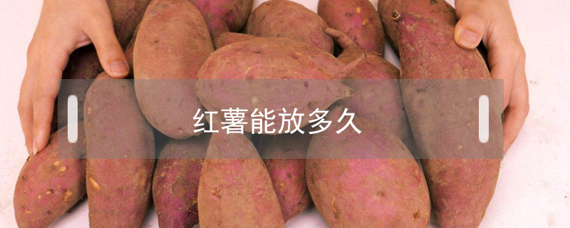 红薯能放多久